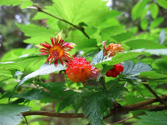 Salmonberry - bundle of 5 bareroot plants