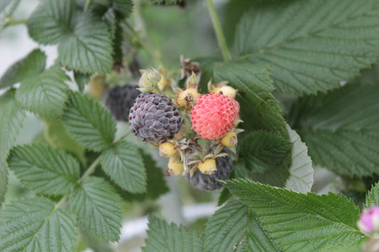 Blackcap Raspberry - Bundle of 5 Bare Root Plants