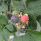 Blackcap Raspberry - Bundle of 5 bareroot plants