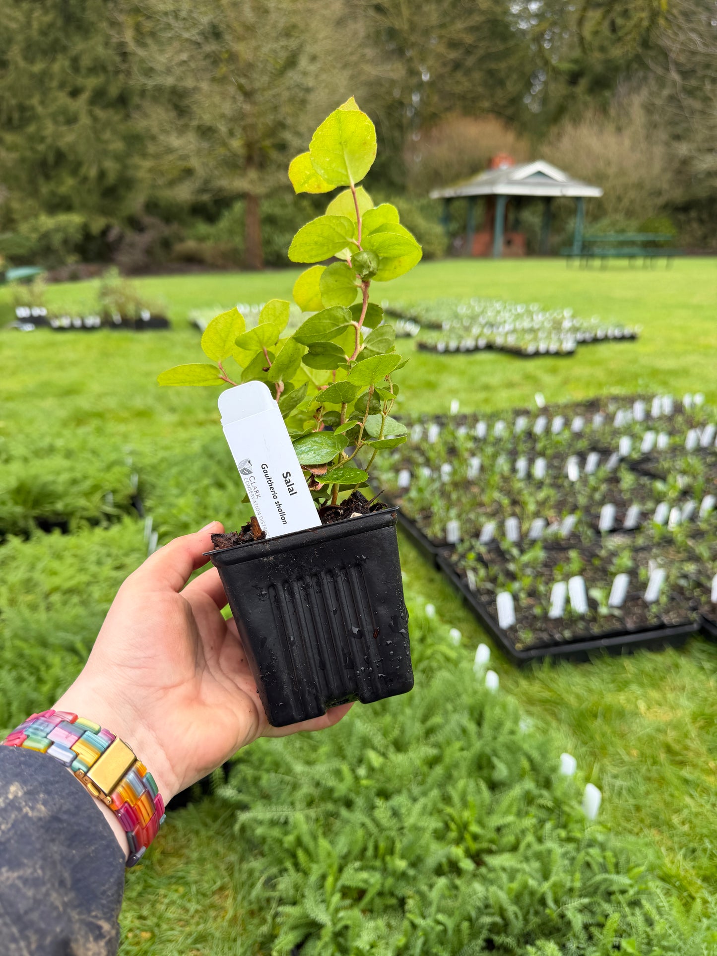 Salal – Bundle of 5 Potted Plants