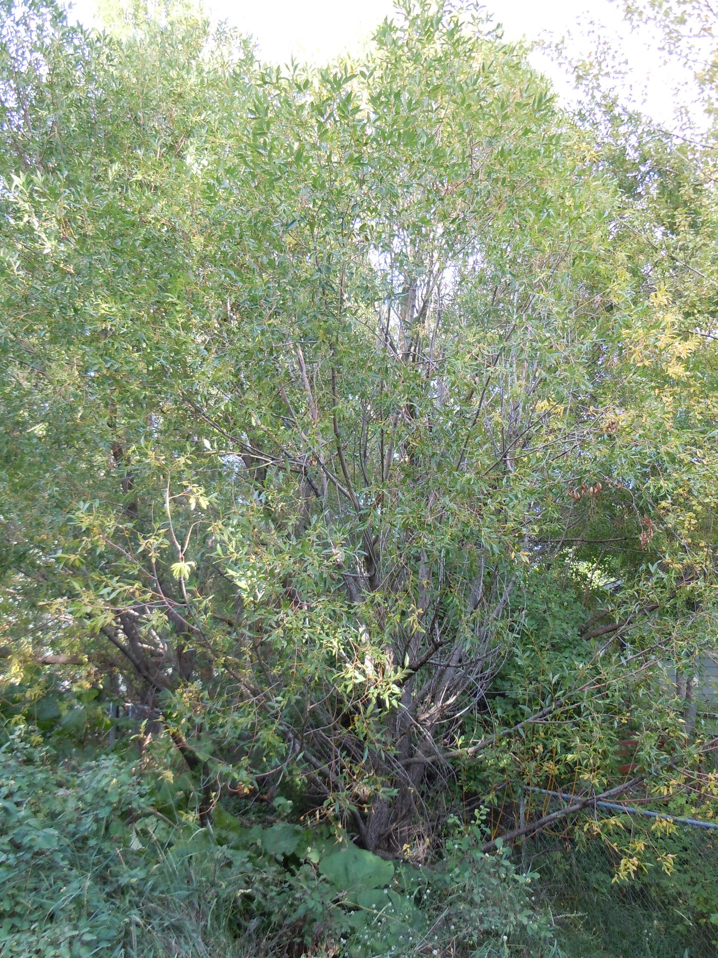 Pacific Willow – Bundle of 5 Bare Root Plants