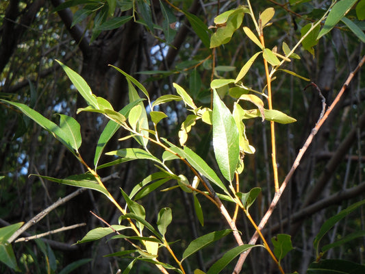 Pacific Willow – Bundle of 5 Bare Root Plants