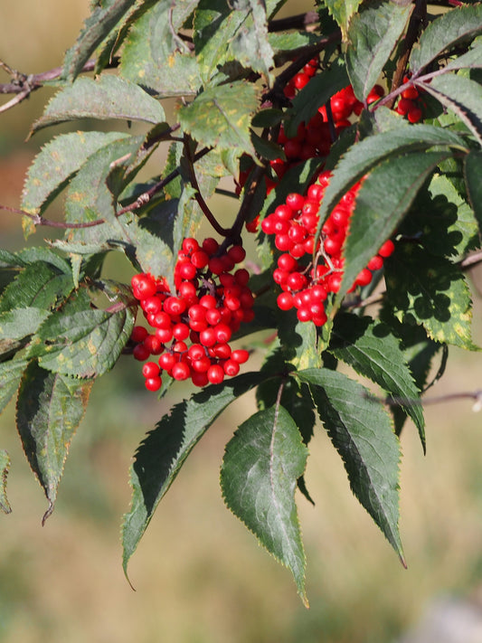 Red Elderberry – Bundle of 5 Bare Root Plants