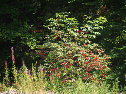 Red Elderberry – Bundle of 5 Bare Root Plants