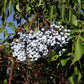 Blue Elderberry - Bundle of 5 bareroot plants