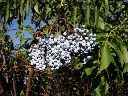 Blue Elderberry - Bundle of 5 bareroot plants