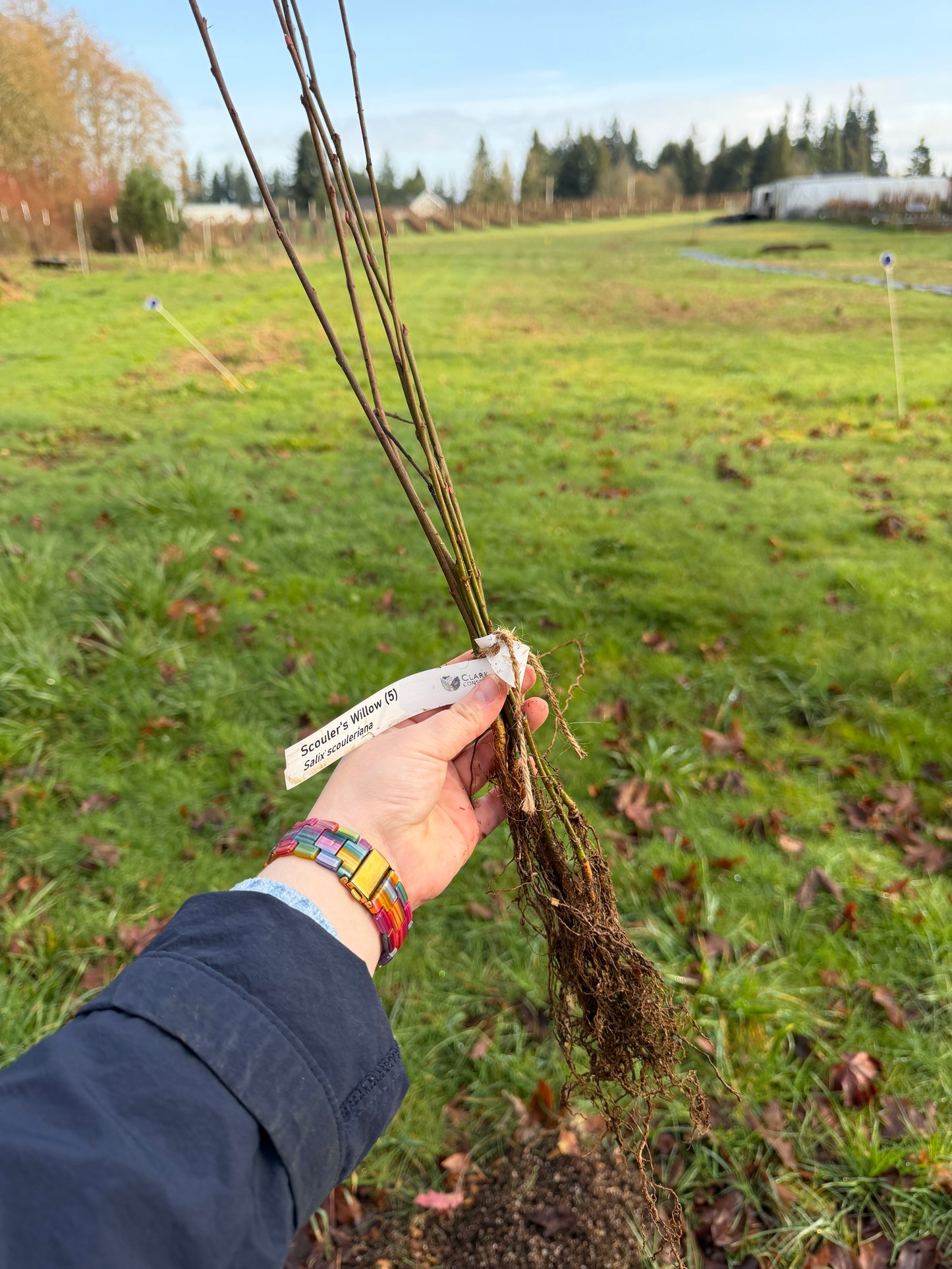 Scouler's Willow – Bundle of 5 Bare Root Plants