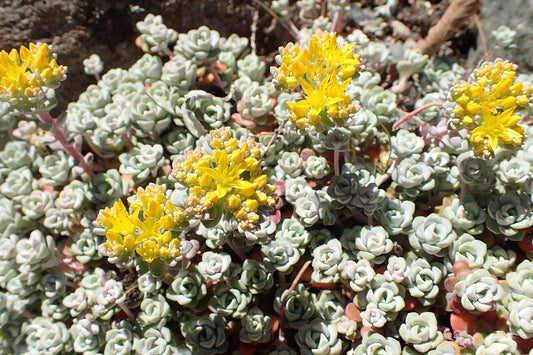 Broadleaf Stonecrop—Bundle of 5 Potted Plants