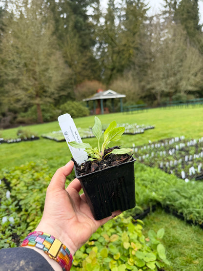 Self Heal – Bundle of 5 Potted Plants