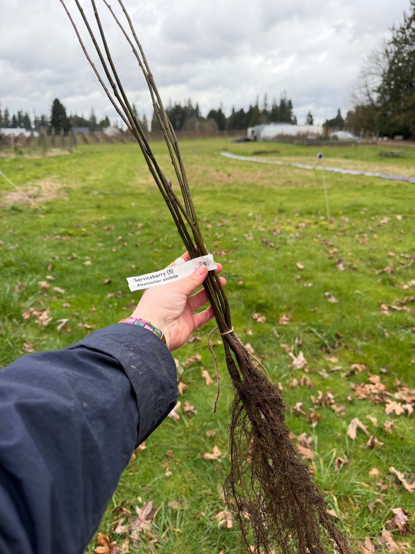 Serviceberry – Bundle of 5 Bare Root Plants