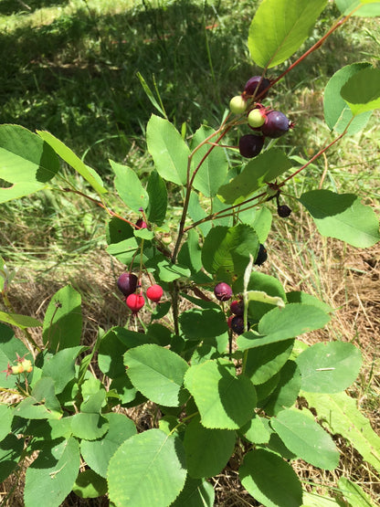 Serviceberry – Bundle of 5 Bare Root Plants
