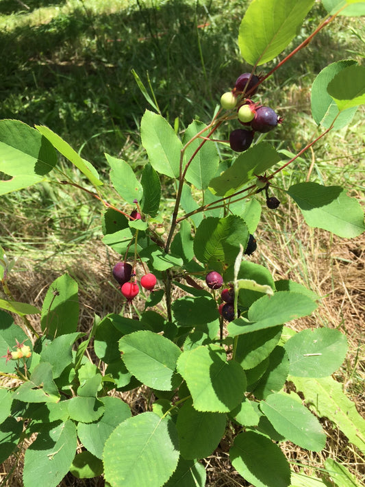 Serviceberry – Bundle of 5 Bare Root Plants