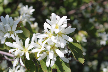 Serviceberry – Bundle of 5 Bare Root Plants