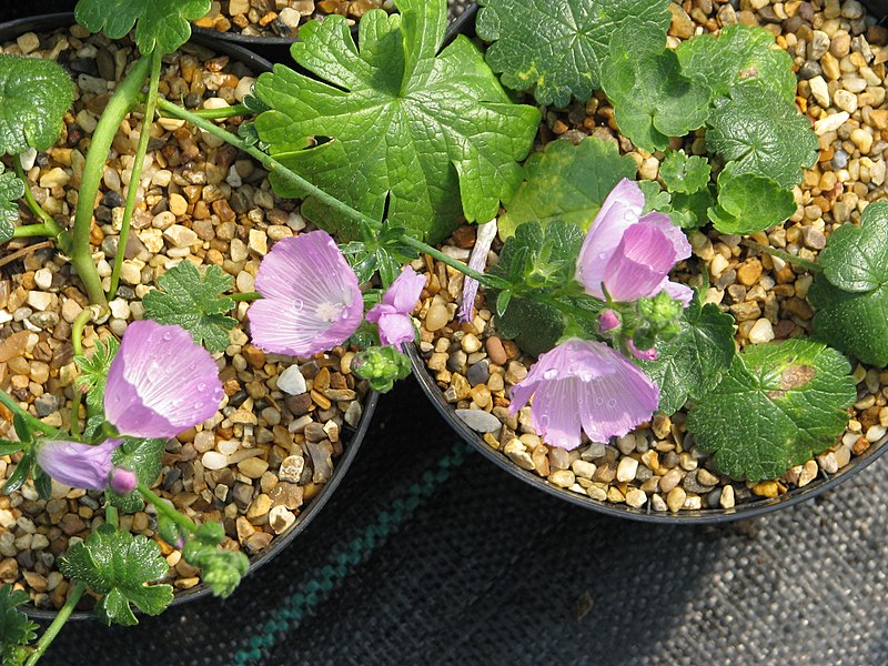 Rose Checkermallow - bundle of 5 plants (pots)