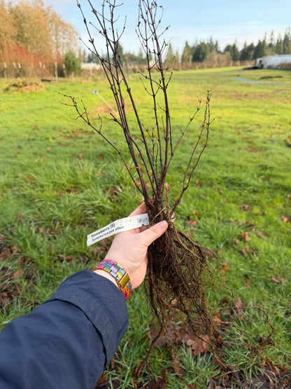 Snowberry – Bundle of 5 Bare Root Plants