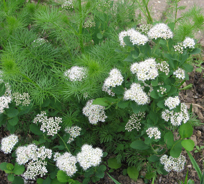 Shiny-leaf Spirea – Bundle of 5 Bare Root Plants