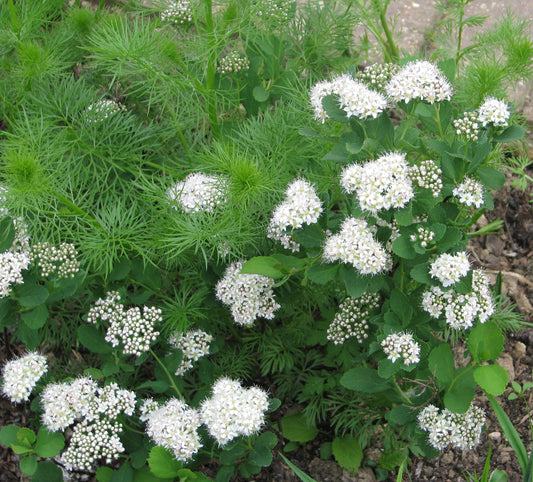Shiny-leaf Spirea – Bundle of 5 Bare Root Plants