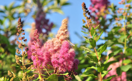 Douglas Spirea – Bundle of 5 Bare Root Plants