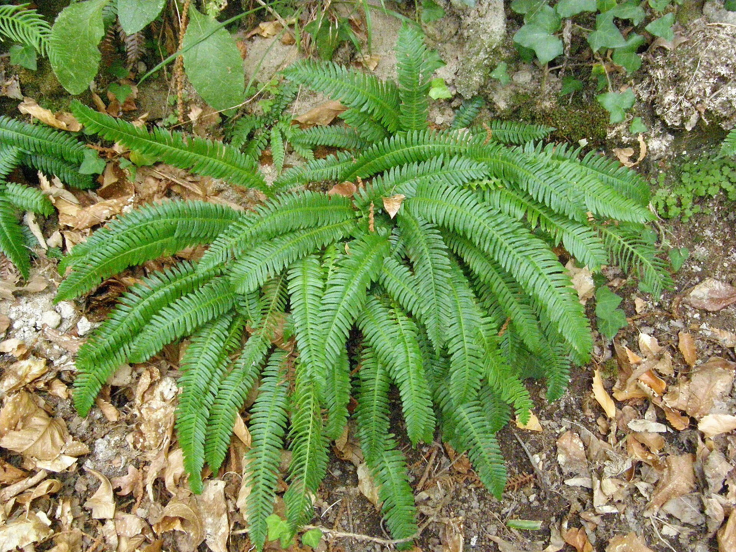 Deer Fern—Bundle of 5 Potted Plants