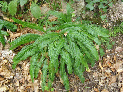 Deer Fern—Bundle of 5 Potted Plants