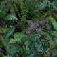 Меч Папоротник - связка из 5 растений (4-дюймовые горшки)