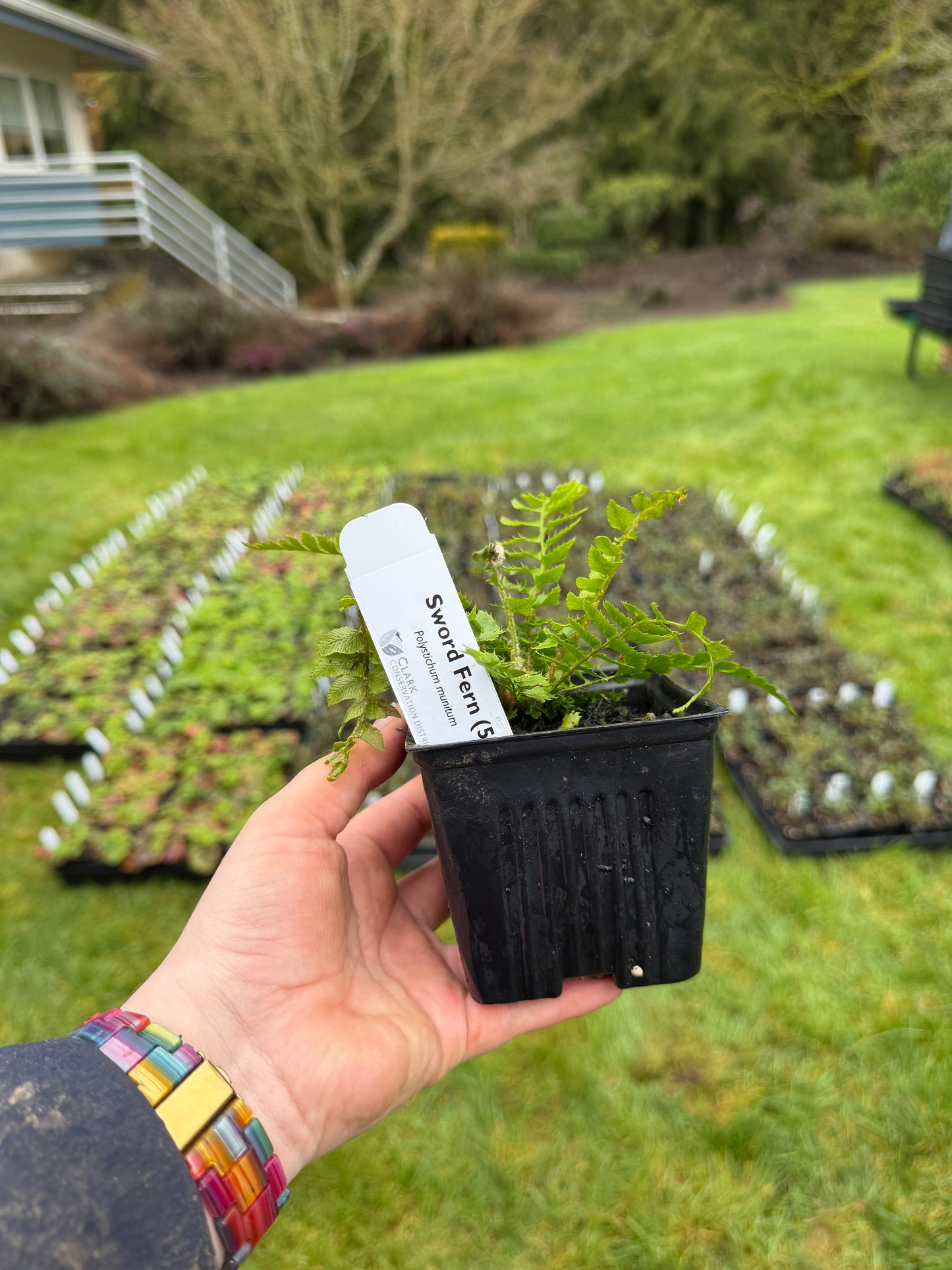 Sword Fern - paquete de 5 plantas (macetas de 4'')
