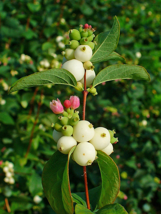 Snowberry – Bundle of 5 Bare Root Plants