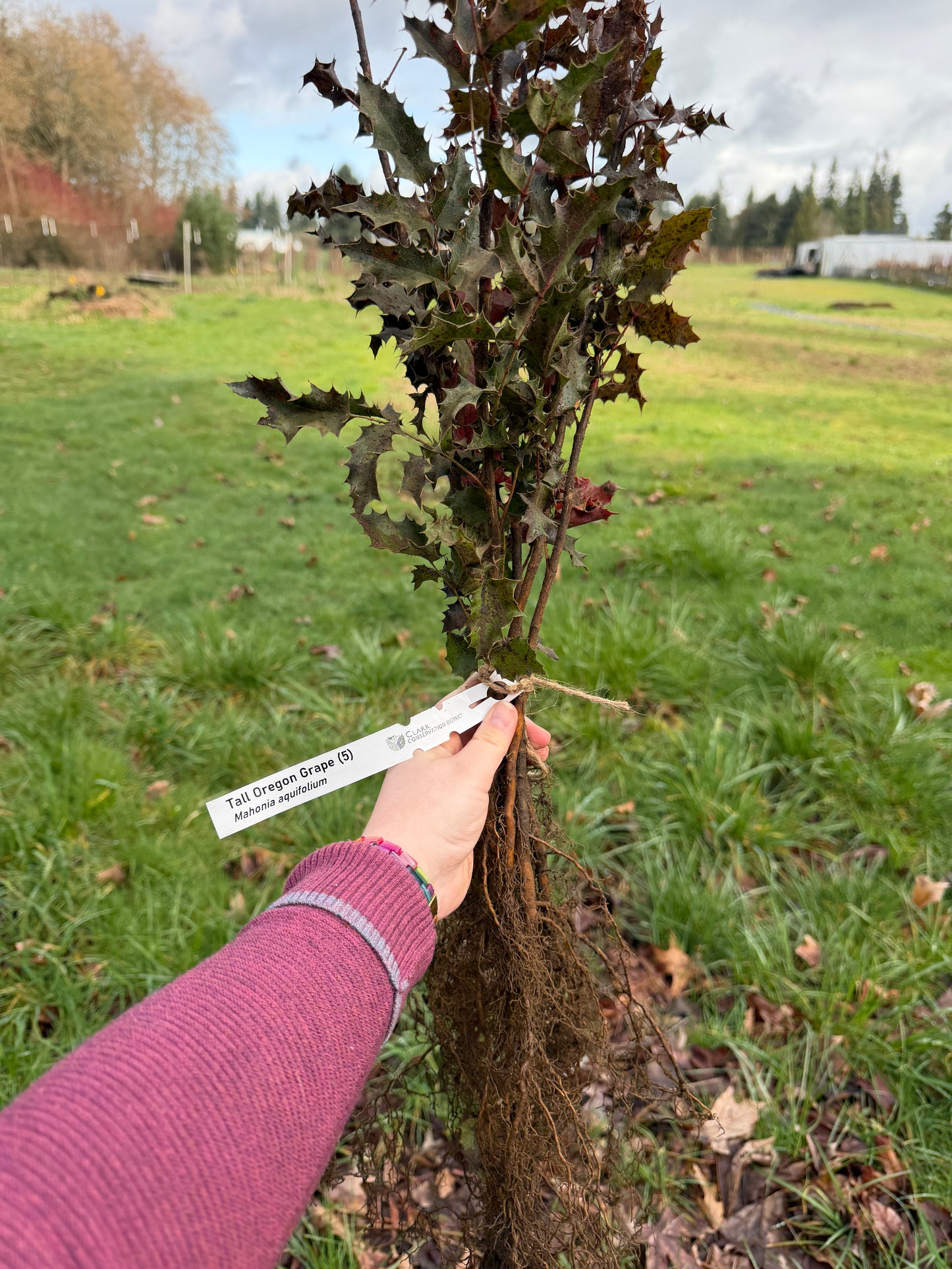 Tall Oregon Grape – Bundle of 5 Bare Root Plants
