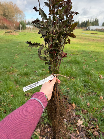 Tall Oregon Grape – Bundle of 5 Bare Root Plants