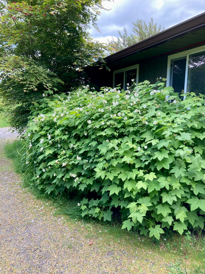 Thimbleberry – Bundle of 5 Bare Root Plants