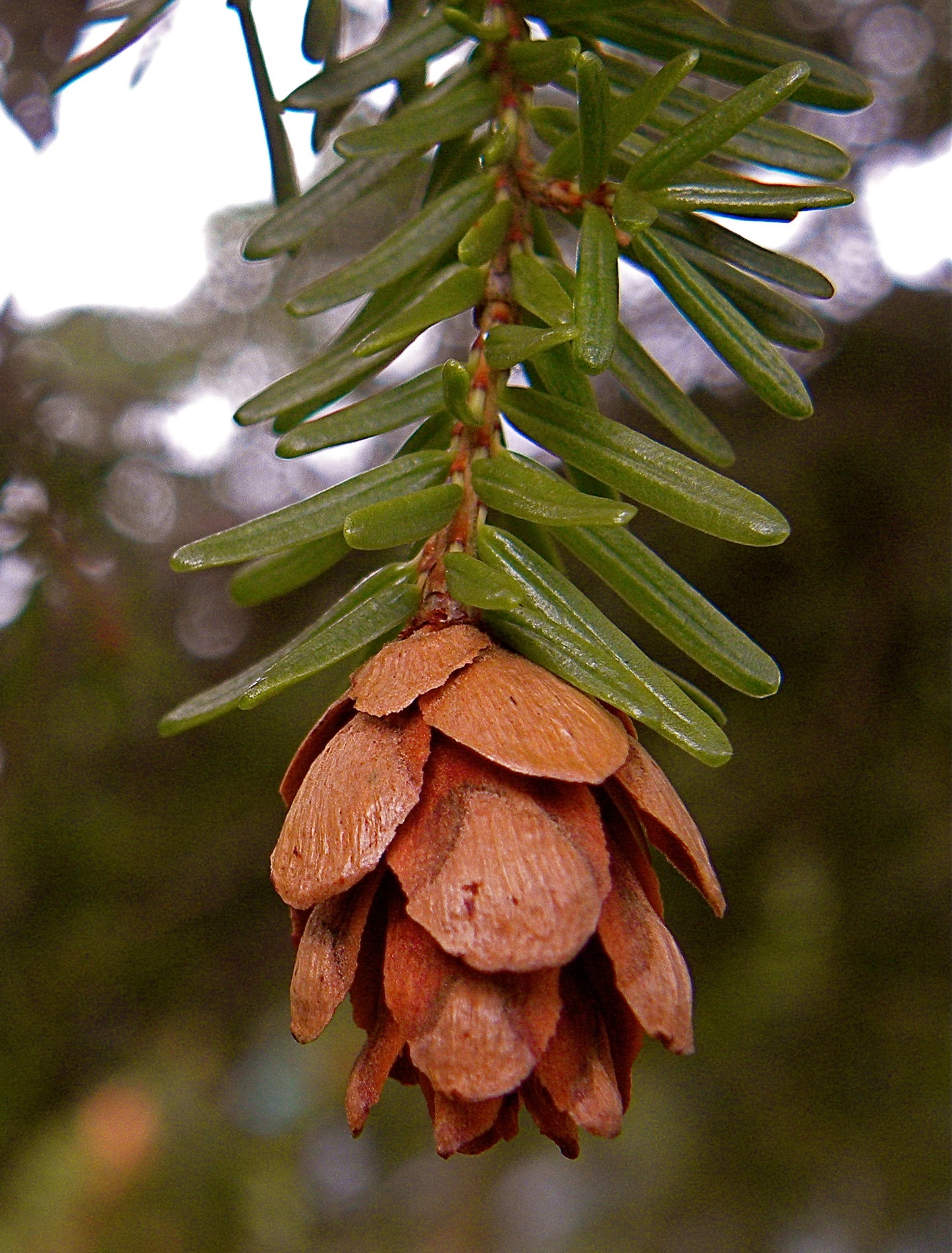 Western Hemlock – Bundle of 5 Bare Root Plants