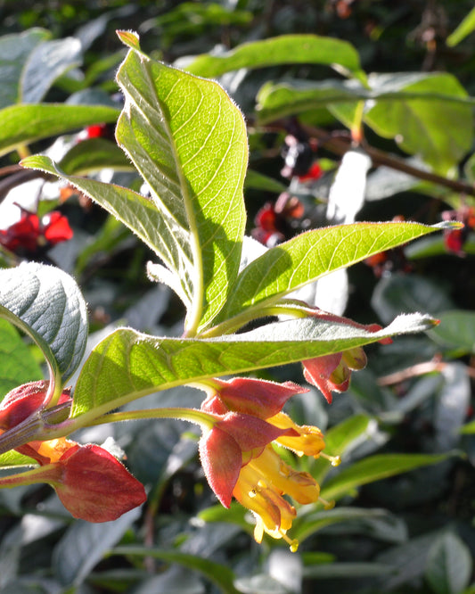 Twinberry – Bundle of 5 Bare Root Plants