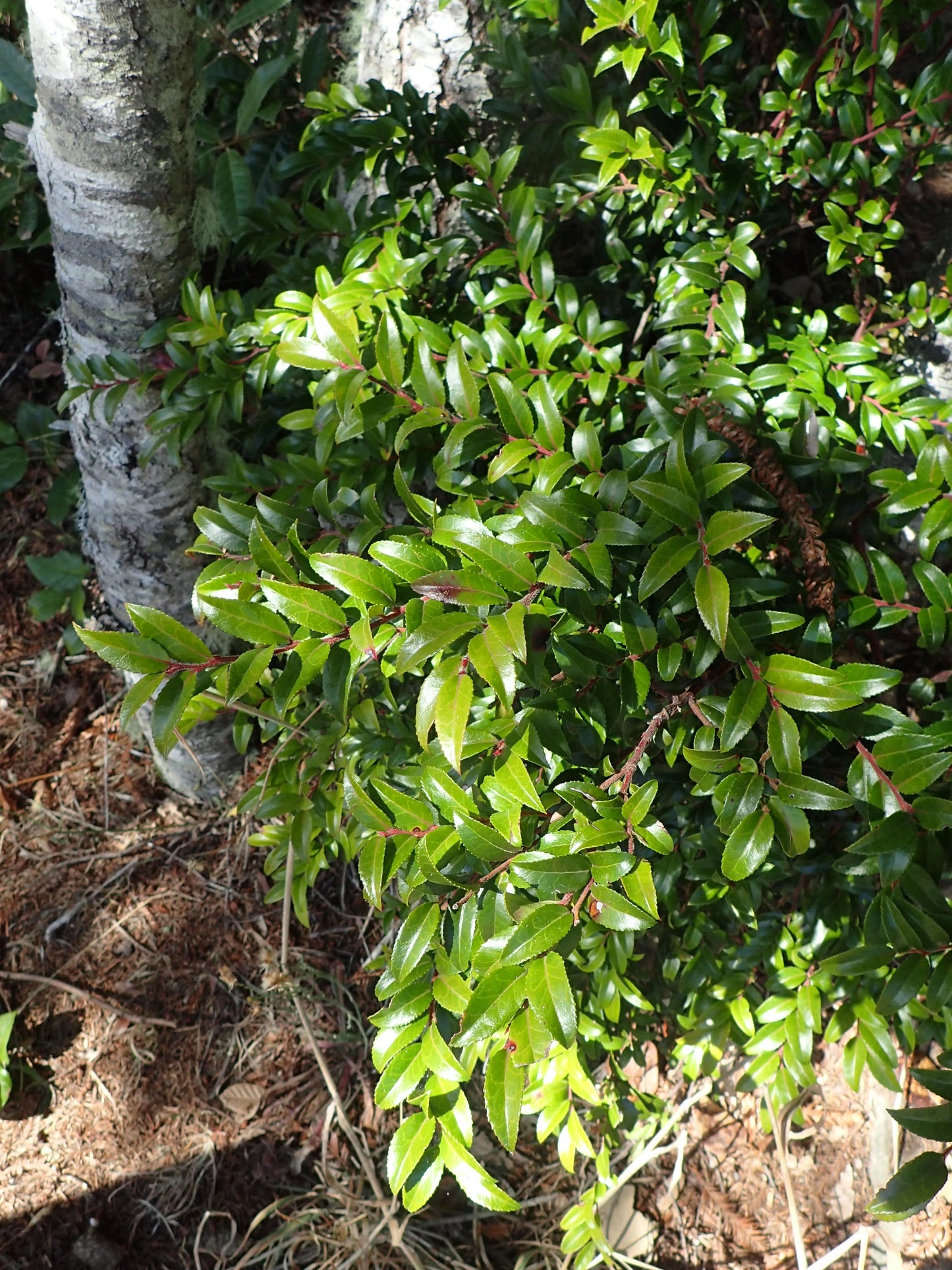 Evergreen Huckleberry – Bundle of 5 Potted Plants