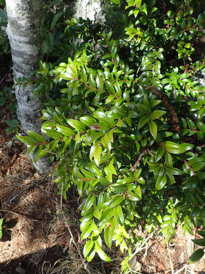 Evergreen Huckleberry – Bundle of 5 Potted Plants