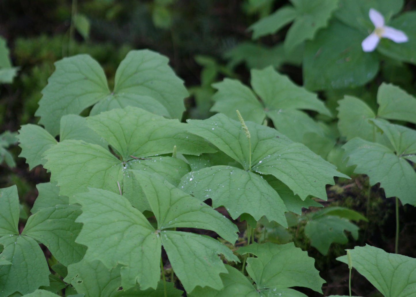 Vanilla Leaf – Bundle of 5 Bare Root Plants