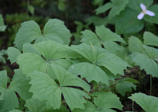 Vanilla Leaf – Bundle of 5 Bare Root Plants