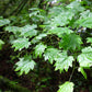 Виноградный клен — пучок из 5 растений с голыми корнями.