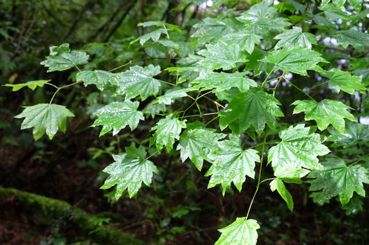 Vine Maple - paquete de 5 plantas a raíz desnuda