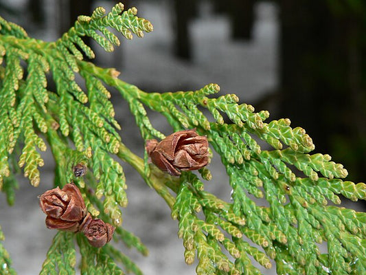 Western Red Cedar - bundle of 5 bareroot plants