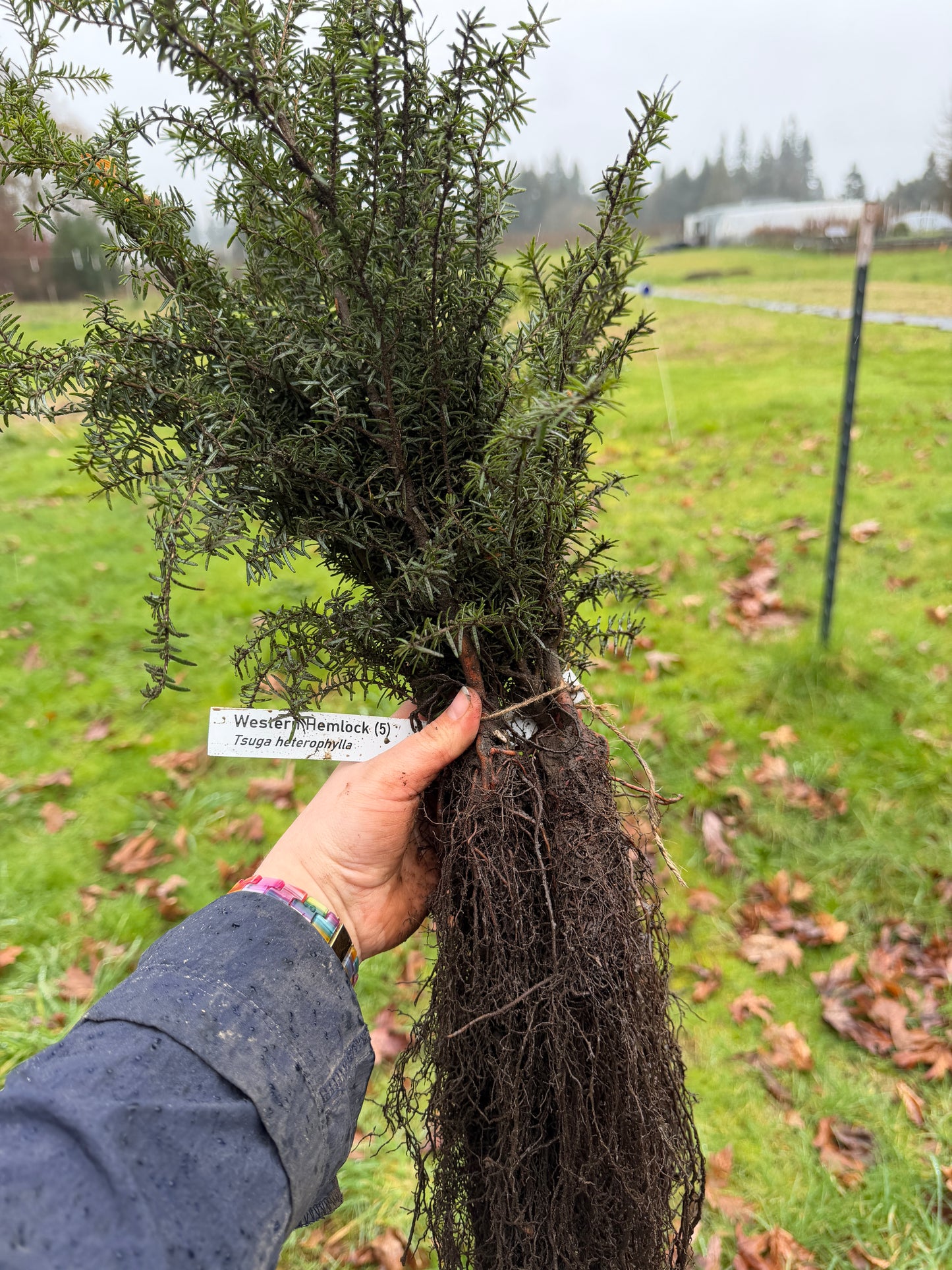 Hemlock occidental - paquete de 5 plantas a raíz desnuda