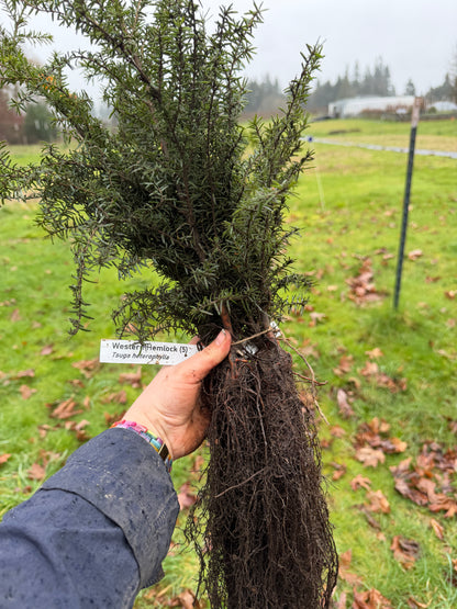 Hemlock occidental - paquete de 5 plantas a raíz desnuda