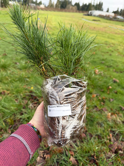 Western White Pine – Bundle of 5 Plugs