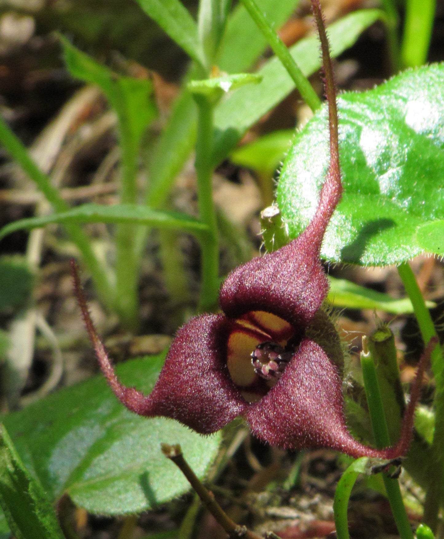 Wild Ginger – Bundle of 5 Bare Root Plants