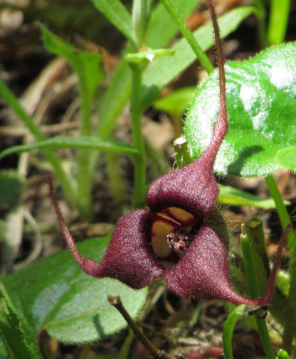 Wild Ginger – Bundle of 5 Bare Root Plants