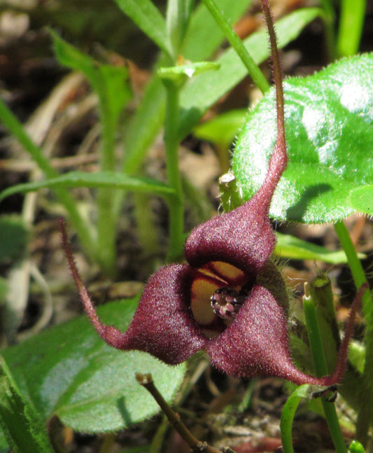 Wild Ginger – Bundle of 5 Bare Root Plants