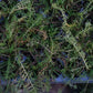 Тысячелистник - пучок из 5 растений (вилки)