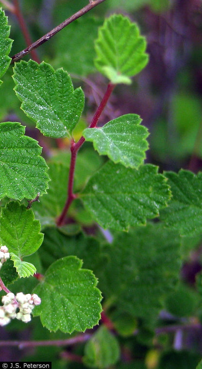 Oceanspray- bundle of 5 bareroot plants