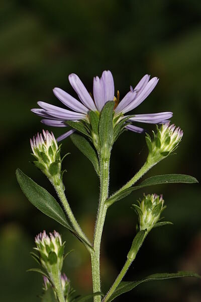 Дуглас Астер – комплект из 5 растений с голой корневой системой.