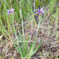 Blue-Eyed Grass – bundle of 5 bareroot plants