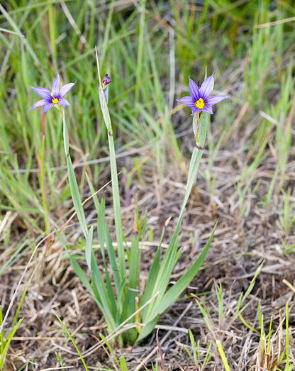 Blue-Eyed Grass – bundle of 5 bareroot plants